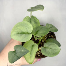 Load image into Gallery viewer, Scindapsus Platinum en pot, feuilles vert clair veinées