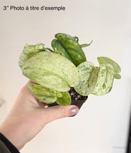 Load image into Gallery viewer, Plante d’intérieur Scindapsus Crème Brûlée: feuilles vertes panachées, en pot