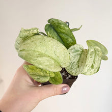 Charger l'image dans la galerie, Plante d’intérieur Scindapsus Crème Brûlée: feuilles vertes panachées, en pot