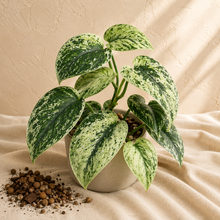 Load image into Gallery viewer, Plante Scindapsus Hologram à feuilles vertes tachetées, tiges fines