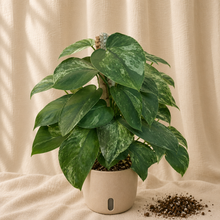 Load image into Gallery viewer, Plante Scindapsus Jade Satin Mint en pot, feuilles vertes panachées