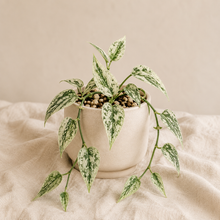 Load image into Gallery viewer, Scindapsus Pearls