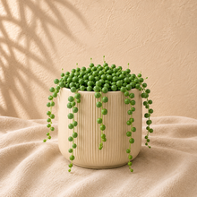 Charger l'image dans la galerie, Chaîne de perles Senecio Rowleyanus en pot crème, longues tiges de perles vertes