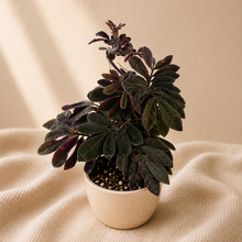 Load image into Gallery viewer, Plante en pot Solanum Uleanum, feuilles vert foncé et pourpre, tige touffue