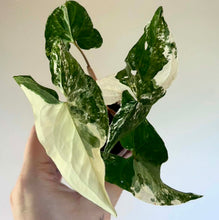 Charger l'image dans la galerie, Syngonium albo en pot, grandes feuilles vertes panachées blanches, vue de face
