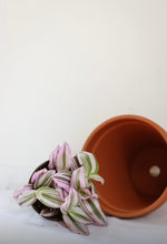 Charger l'image dans la galerie, Tradescantia nanouk