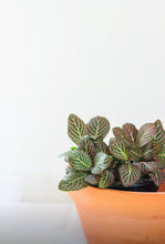 Charger l'image dans la galerie, Fittonia rose⭐️