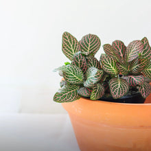 Load image into Gallery viewer, Plante Fittonia rose en pot en terre cuite, touffe de feuilles vertes à veinures rose