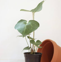 Charger l'image dans la galerie, Plante Anthurium pterodactyl en pot noir, feuilles vertes, pot orange couché à côté