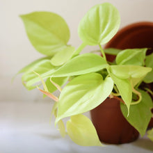 Charger l'image dans la galerie, Philodendron citron vert aux feuilles vert clair dans un pot brun