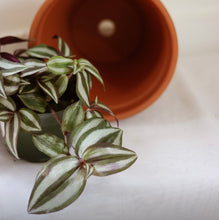 Load image into Gallery viewer, Tradescantia zebrina en pot, feuilles rayées vert, blanc et violet.