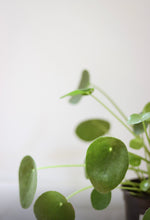 Charger l'image dans la galerie, Plante Pilea peperomioides Ă feuilles rondes vertes, tiges fines