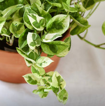 Charger l'image dans la galerie, Plante de pothos à feuilles vertes panachées blanc crème en pot