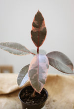 Charger l'image dans la galerie, Ficus ruby en pot, jeunes feuilles panachées rose et vert, tiges fines.