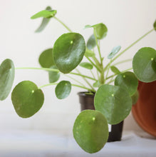Charger l'image dans la galerie, Plante Pilea peperomioides en pot, feuilles rondes vertes et tiges fines