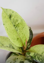 Charger l'image dans la galerie, Ficus Moonshine : feuilles vert clair tachetées de jaune, gros plan