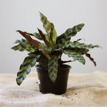 Load image into Gallery viewer, Calathée lancifolia en pot noir, feuilles vertes à motifs mouchetés.