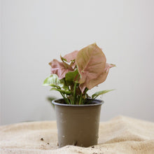 Load image into Gallery viewer, Syngonium rose en pot, feuilles vertes et roses, vue de face