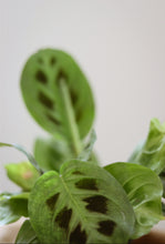 Charger l'image dans la galerie, Maranta vert⭐️