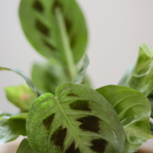 Load image into Gallery viewer, Maranta verte en pot, feuilles vertes à taches brunes et nervures marquées.