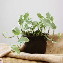 Charger l'image dans la galerie, Plante pothos aux feuilles vertes et blanches panachées dans un pot noir