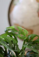 Load image into Gallery viewer, Feuillage de Monstera adansonii 'Swiss Cheese' vert, découpé en trous