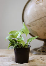 Charger l'image dans la galerie, Philodendron brésilien en pot noir, feuilles vertes et jeunes pousses