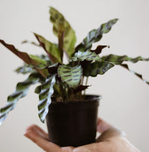 Load image into Gallery viewer, Calathée lancifolia en pot noir, feuilles vert foncé à taches, tenue à la main.