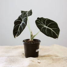 Load image into Gallery viewer, Alocasia noir velours en pot, grandes feuilles vert foncé nervurées