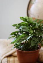 Load image into Gallery viewer, Monstera adansonii 'Swiss Cheese' en pot, feuilles vertes ajourées