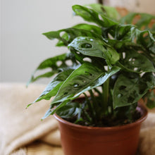 Load image into Gallery viewer, Monstera adansonii 'Swiss Cheese' en pot, feuilles vertes ajourées