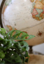 Load image into Gallery viewer, Branche de Monstera adansonii 'Swiss Cheese' avec feuilles vertes ajourées