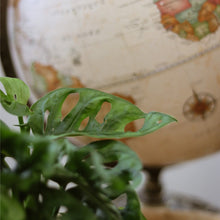 Load image into Gallery viewer, Branche de Monstera adansonii 'Swiss Cheese' avec feuilles vertes ajourées