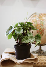 Load image into Gallery viewer, Peperomia en pot noir, feuilles vertes striées de blanc et nervures marquées.
