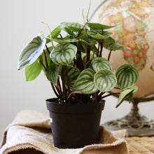 Charger l'image dans la galerie, Peperomia en pot noir, feuilles vertes striées de blanc et nervures marquées.