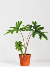 Load image into Gallery viewer, Alocasia jacklyn en pot, feuilles vertes découpées, pot terracotta orange.