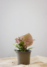 Load image into Gallery viewer, Pink syngonium