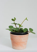 Charger l'image dans la galerie, Peperomia hope ⭐️