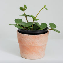 Charger l'image dans la galerie, Peperomia hope en pot avec feuilles vertes rondes sur tiges fines