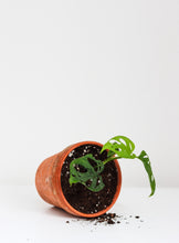 Load image into Gallery viewer, Monstera adansonii 'Swiss Cheese' en petit pot en terre cuite, jeunes feuilles