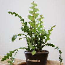 Charger l'image dans la galerie, Cactus zigzag vert en pot noir, plante entière sur tissu beige.