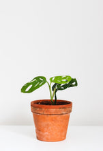 Load image into Gallery viewer, Monstera adansonii 'Swiss Cheese' en pot terre cuite, tiges vertes et feuilles ajourées