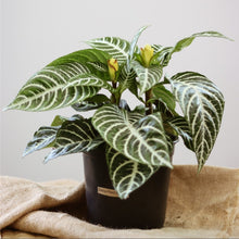 Charger l'image dans la galerie, Plante zébrée Aphelandra dania en pot noir, feuilles vert foncé nervurées de blanc