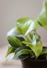 Charger l'image dans la galerie, Philodendron brésilien en pot noir, gros plan sur feuilles vert clair et vert foncé