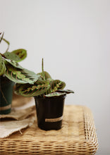 Charger l'image dans la galerie, Maranta rouge ⭐️