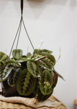 Charger l'image dans la galerie, Maranta rouge ⭐️