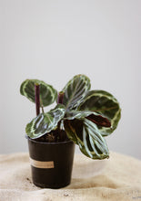 Charger l'image dans la galerie, Calathea roseopicta medaillion⭐️