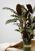 Charger l'image dans la galerie, Calathea rufibarba en pot vert, feuilles vertes et sombres, vue de côté