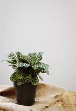 Charger l'image dans la galerie, Calathea burle marx ⭐️