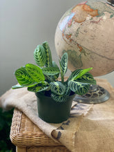 Charger l'image dans la galerie, Maranta lemon lime ⭐️